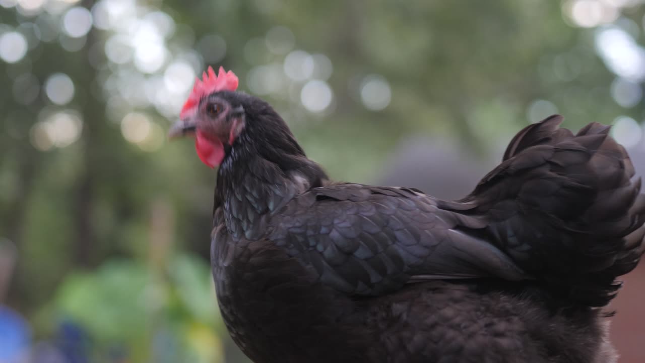 pollo negro camina afuera mientras mira la cámara en cámara lenta 4k