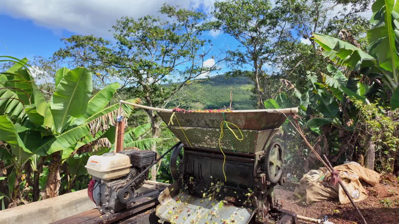 Coffee Bean Harvesting and Processing on a Mountainside Plantation