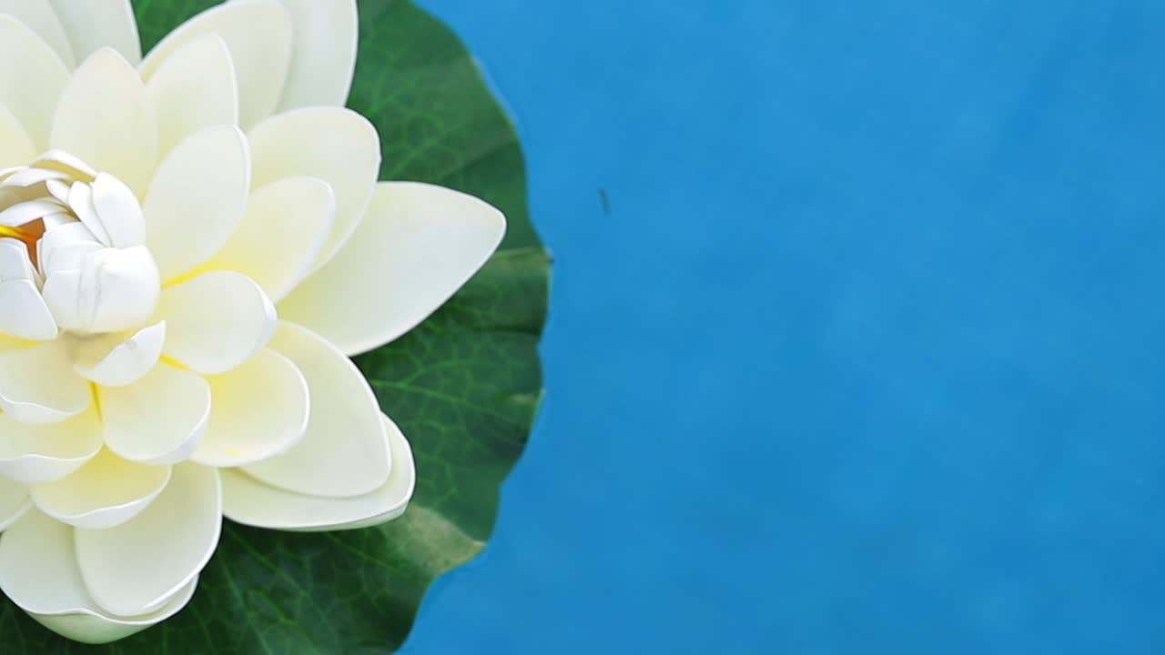 青の背景にスイレン