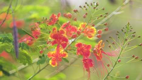 caesalpinia