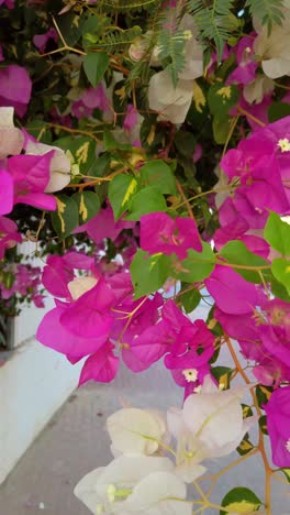 a close up of a flower with white petals and pink stems