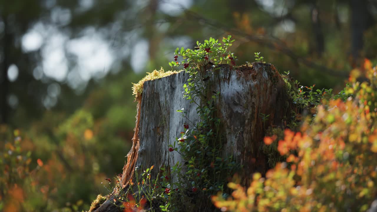 A small cranberry shrub adorner with ripe red berries grows on ol oss-covered tree stump in autumn tundra
