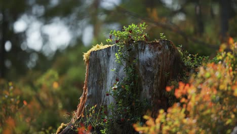 A-small-cranberry-shrub-adorner-with-ripe-red-berries-grows-on-ol-oss-covered-tree-stump-in-autumn-tundra