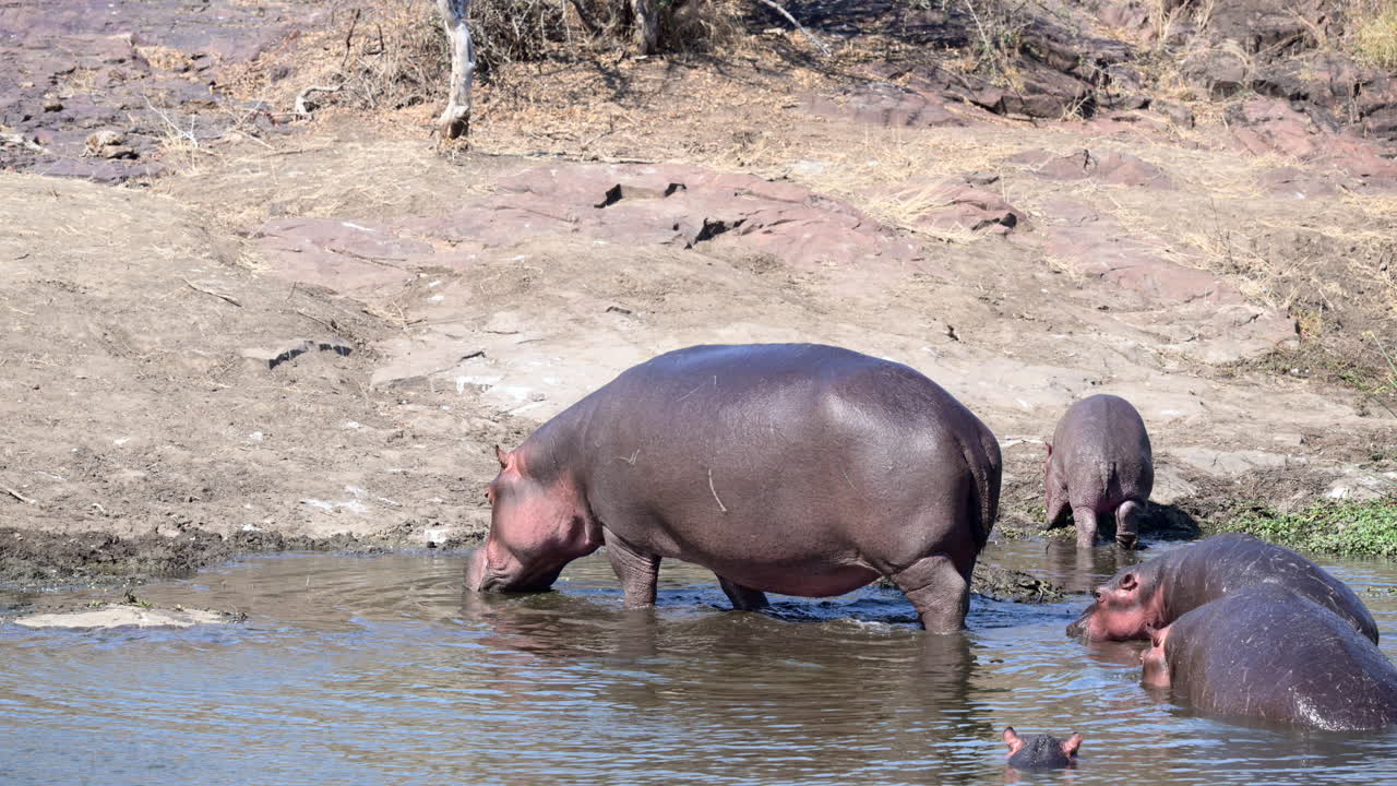 Hipopótamo saliendo del agua, su cría joven la sigue, en cámara lenta.