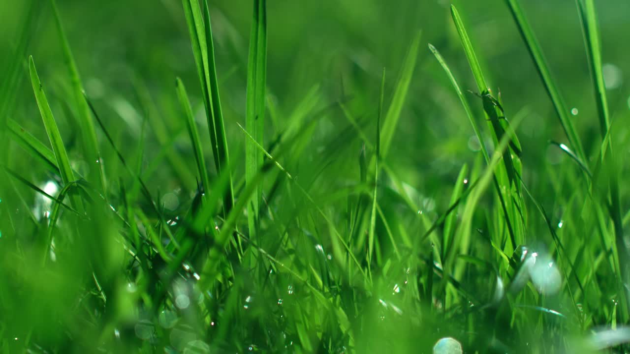 Close up of the green grass on a lawn