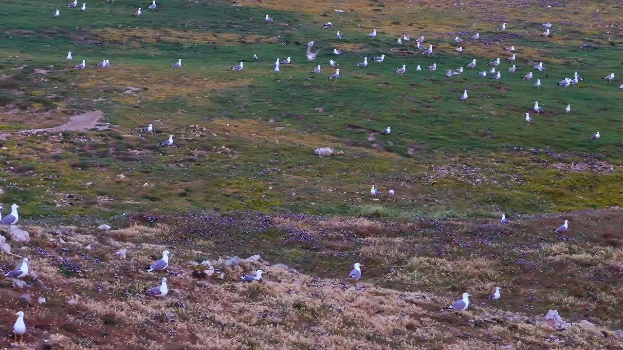 gaviotas en un prado en cámara lenta