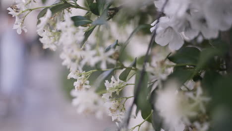 beautiful white flowers