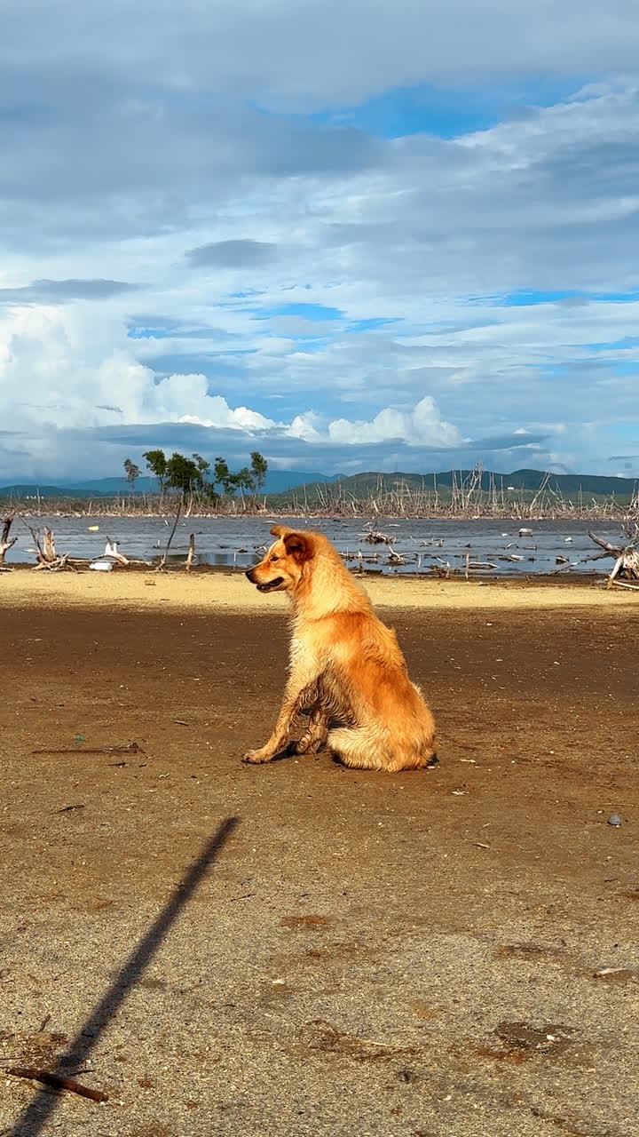 En golden retriever sidder stille på den tørre jord nær bredden af en sø. Vandet afspejler den skyede himmel ovenover, mens træer står i baggrunden