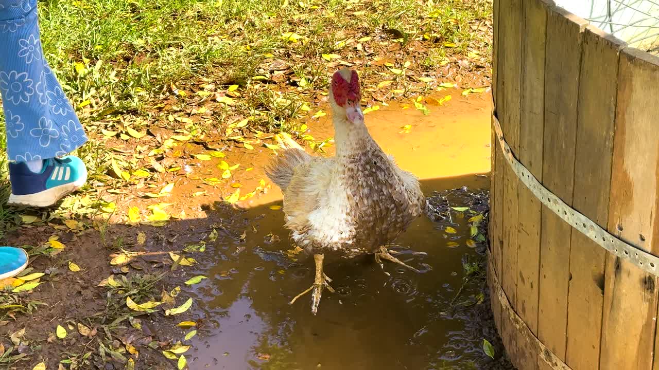 A chicken interacts with a puddle near a wooden barrel in a sunny farm setting, with a person walking nearby