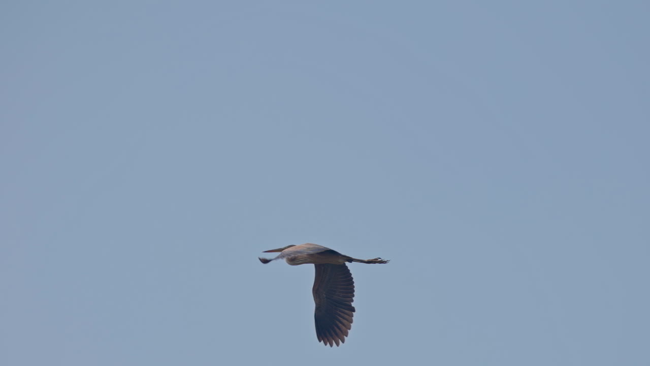 Ardea cinerea, migratory bird, ecosystem. Single grey heron flying against the blue sky in keoladeo bird sanctuary, India.