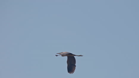 ardea cinerea, migratory bird, ecosystem. single grey heron flying against the blue sky in keoladeo bird sanctuary, india.