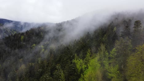 Immergrüne-Bäume-Des-Luftfrühlingswaldes-Mit-Wolkennebel-4k
