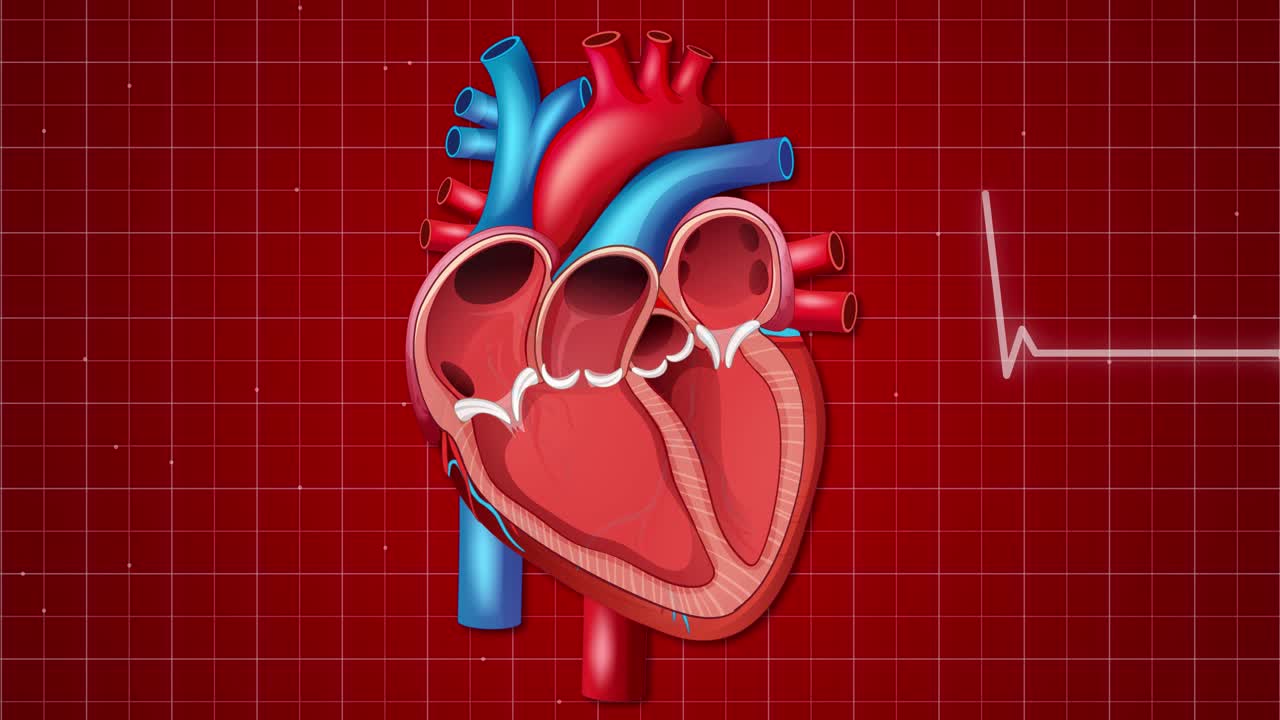 Human Heart Anatomy Diagram