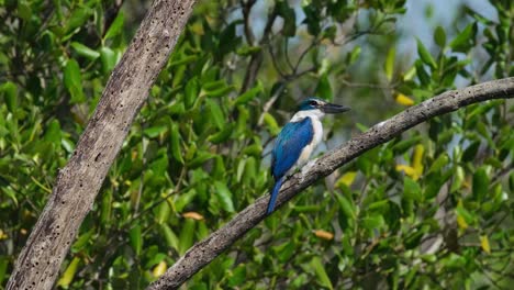 muy ventosa tarde como esta ave se ve desde su lado mirando hacia la derecha como la cámara hace zoom en, pescador todiramphus chloris, tailandia