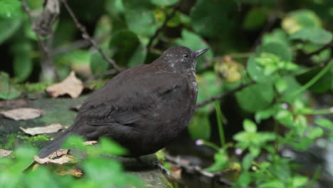 Round-brown-dipper-resting-and-perching-on-streambank-with-green-wild-plants-in-the-background-and-stream-running-underneath