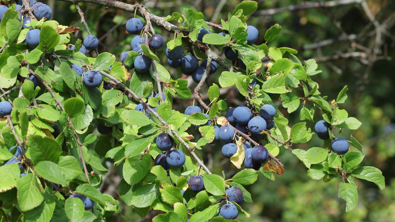 Slåenbusk (Prunus spinosa), dækket af frugter i sensommeren. Storbritannien