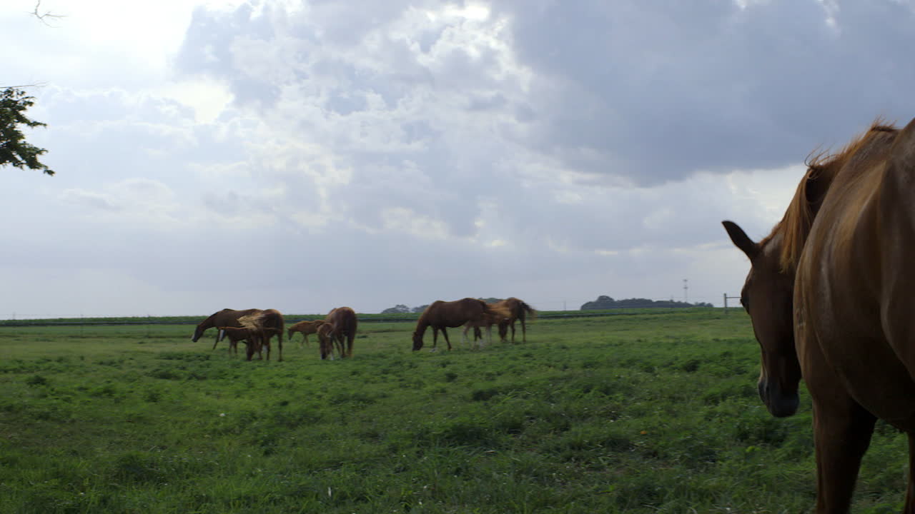 la telecamera segue mentre un cavallo vaga in un campo