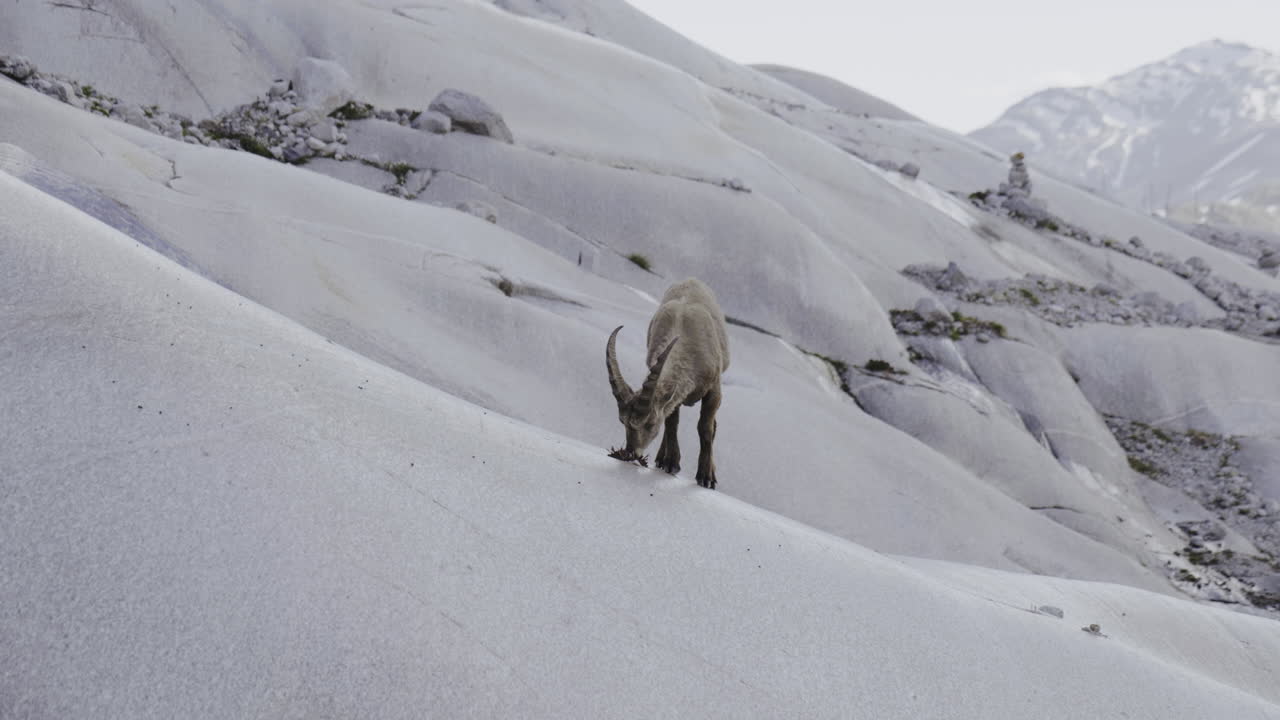 Mountain Goat on a Rocky Slope