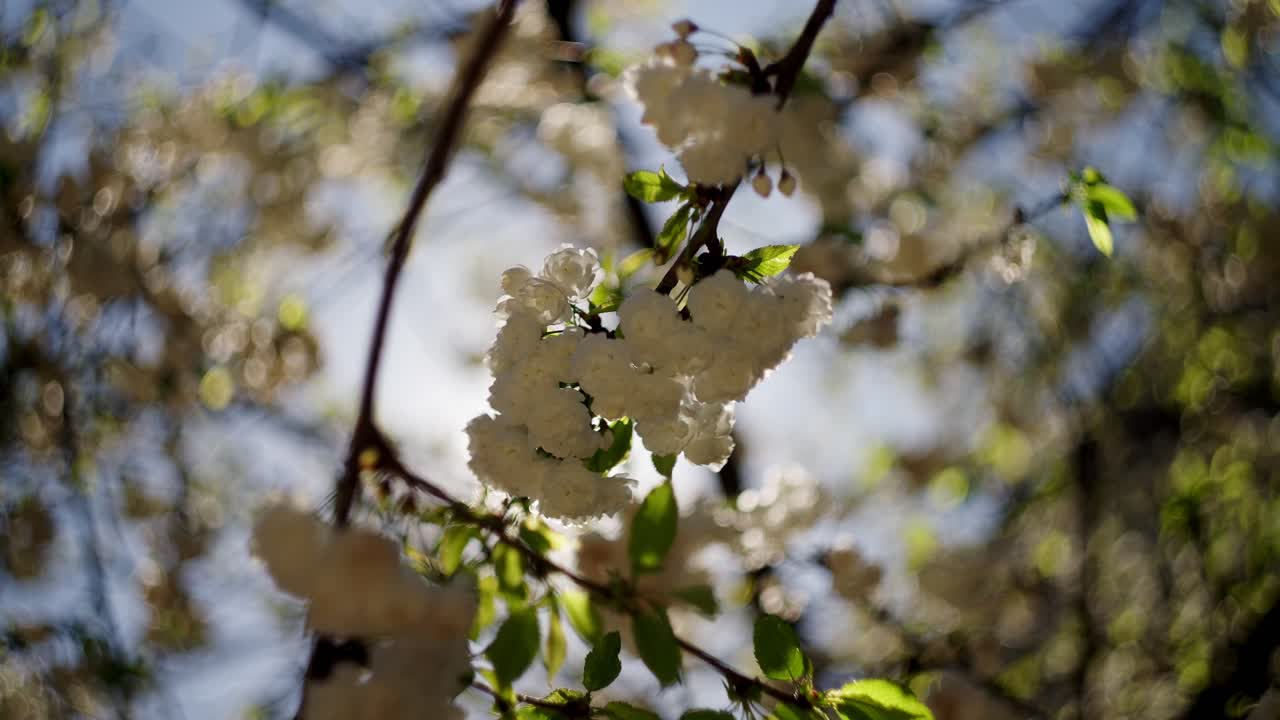 Cinematic view up to white flowers backlit by the sun in a garden in Paris during spring.