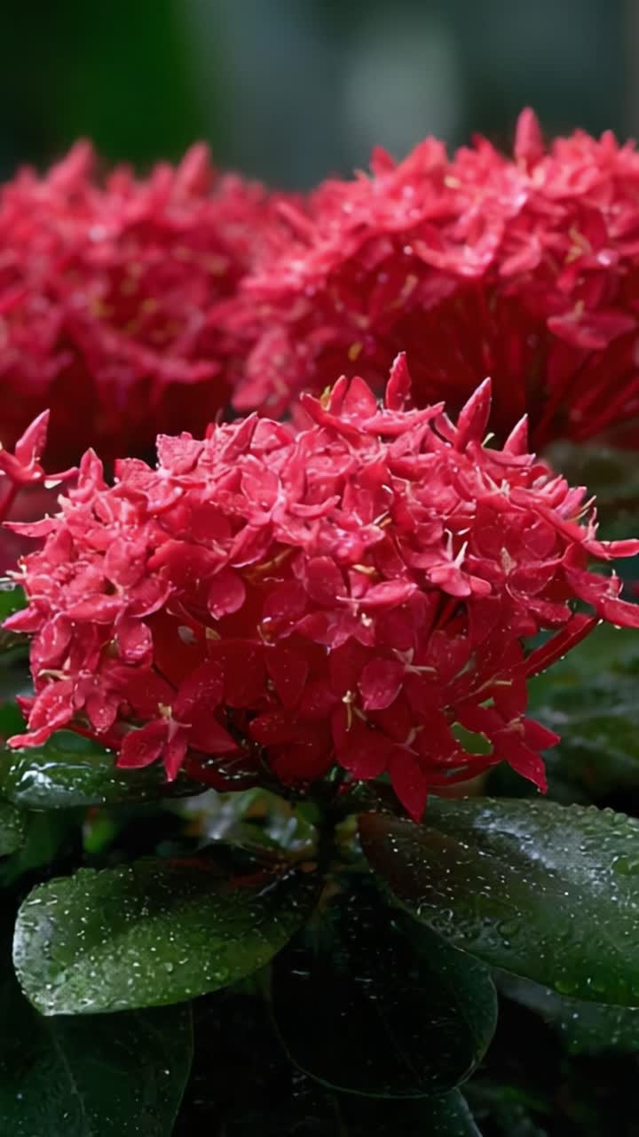 Vibrant Red Blossoms Glimmering with Raindrops: A Stunning Close-Up of Nature's Beauty in Full Bloom, Showcasing Lush Green Leaves Under a Refreshing Shower
