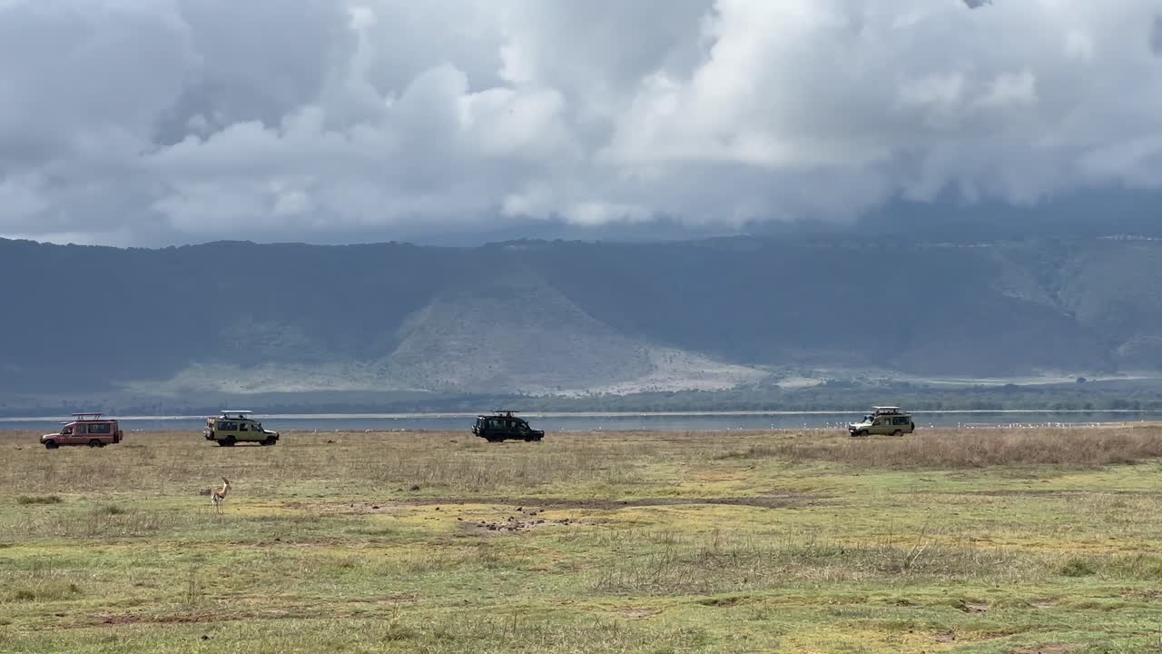 Black rhinoceros watching safari vehicles in Ngorongoro Crater. Tanzania.
