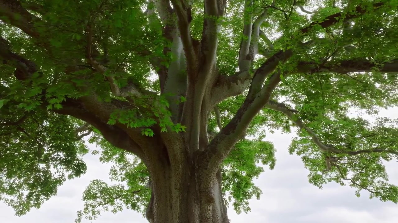 Maestosa quercia antica riempie l'inquadratura, tronco largo e nodoso e rami ampi, fitta chioma di foglie retroilluminata