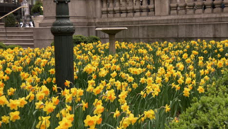 spring flowers in bloom.
garden of yellow daffodils