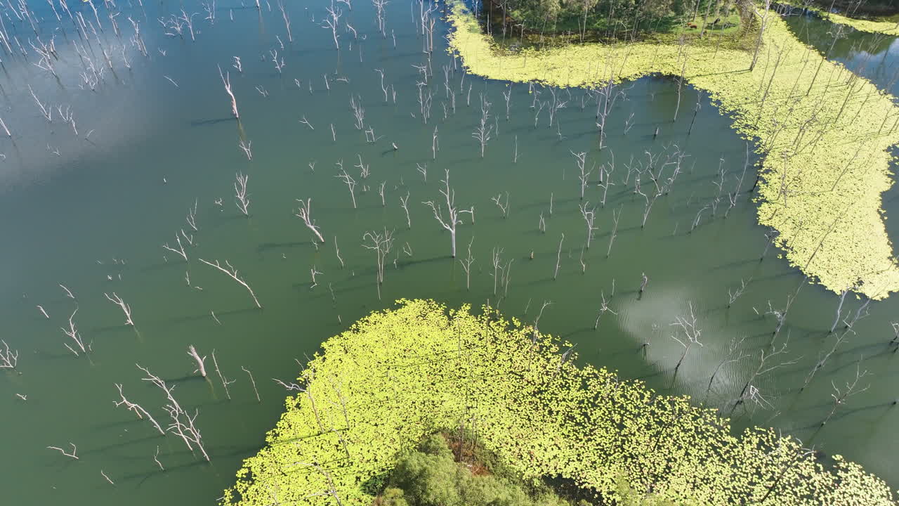 Aerial cruises over drowned forest in lake waters and then elevates to reveal Lake Teemburra's rich coves and inlets festooned in sub tropical aquatic plants and surrounded by lush forests. Australia