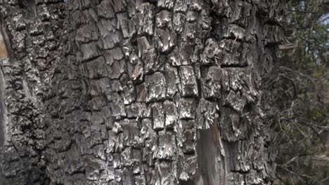 close up on alligator juniper bark in gila national forest, new mexico