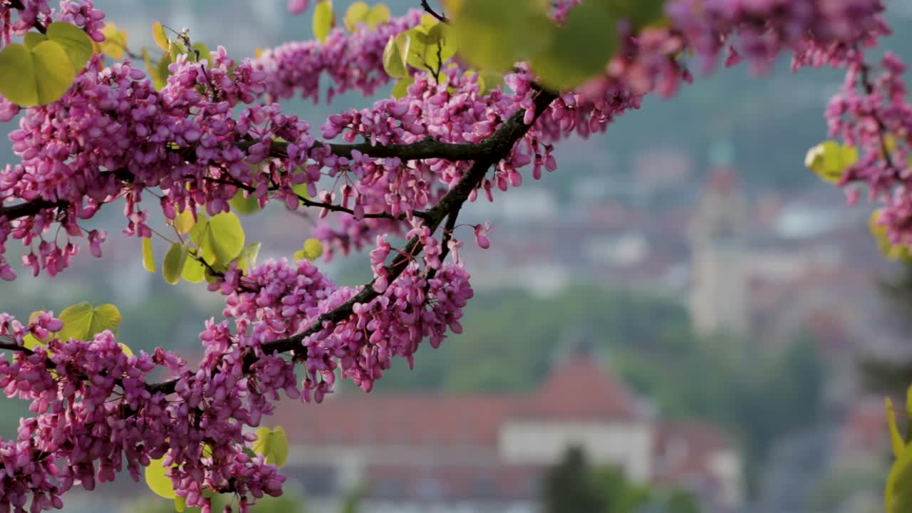 Pink Blossoms Against a Blurred Cityscape