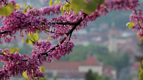 pink blossoms against a blurred cityscape