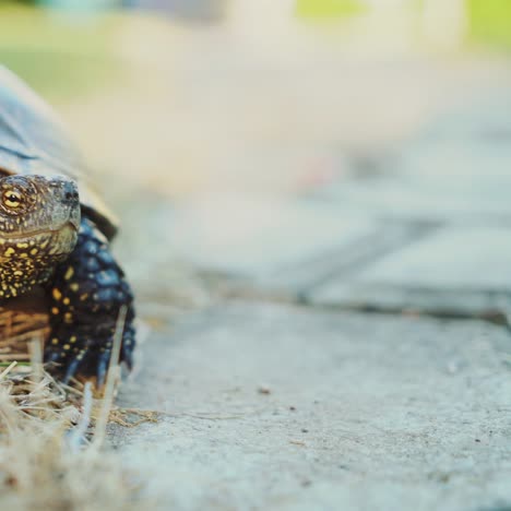 tortuga cruzando el camino