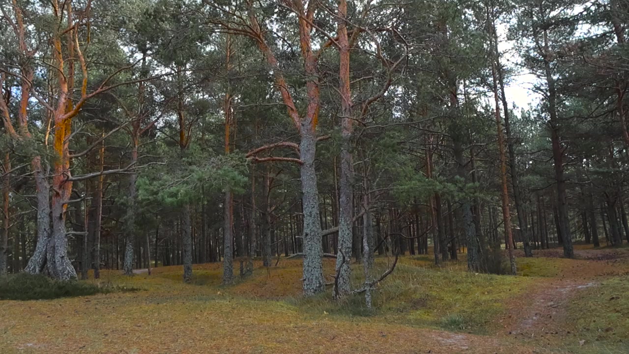 Panoroivaa kuvamateriaalia rauhallisesta mäntymetsästä Nõmme-Harkun terveysreiteillä Virossa. Tuuli liikuttaa kevyesti havupuiden oksia pilvisenä päivänä. Metsässä mutkitteleva polku ja kumpuileva metsämaa.