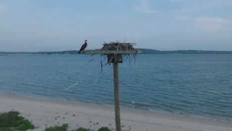 Aerial-Drone-shot-Greenport-North-Fork-Long-Island-New-York-Salt-Marsh-with-Osprey-at-Sunset