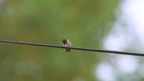 nervous ruby-throated hummingbird cautiously watches its surroundings for danger