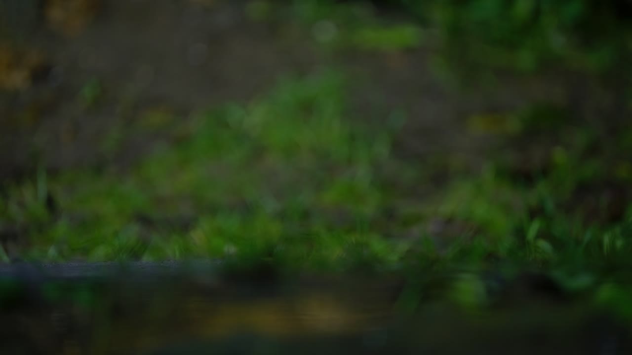 A pine marten standing alert on a mossy forest log in Drenthe, Netherlands