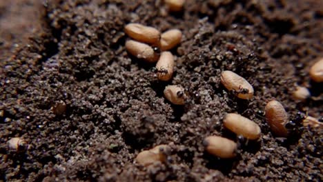 close-up view of ants and their nest eggs nestled in soil - macro shot