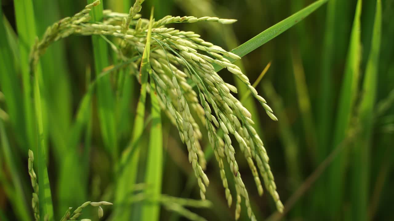 쌀은 많은 아시아 국가에서 주식입니다.