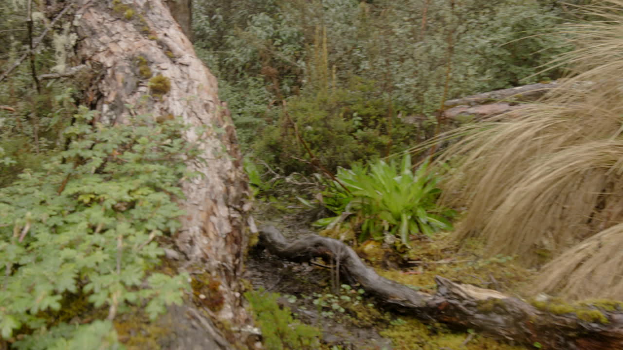 bosque y vegetación, primer plano