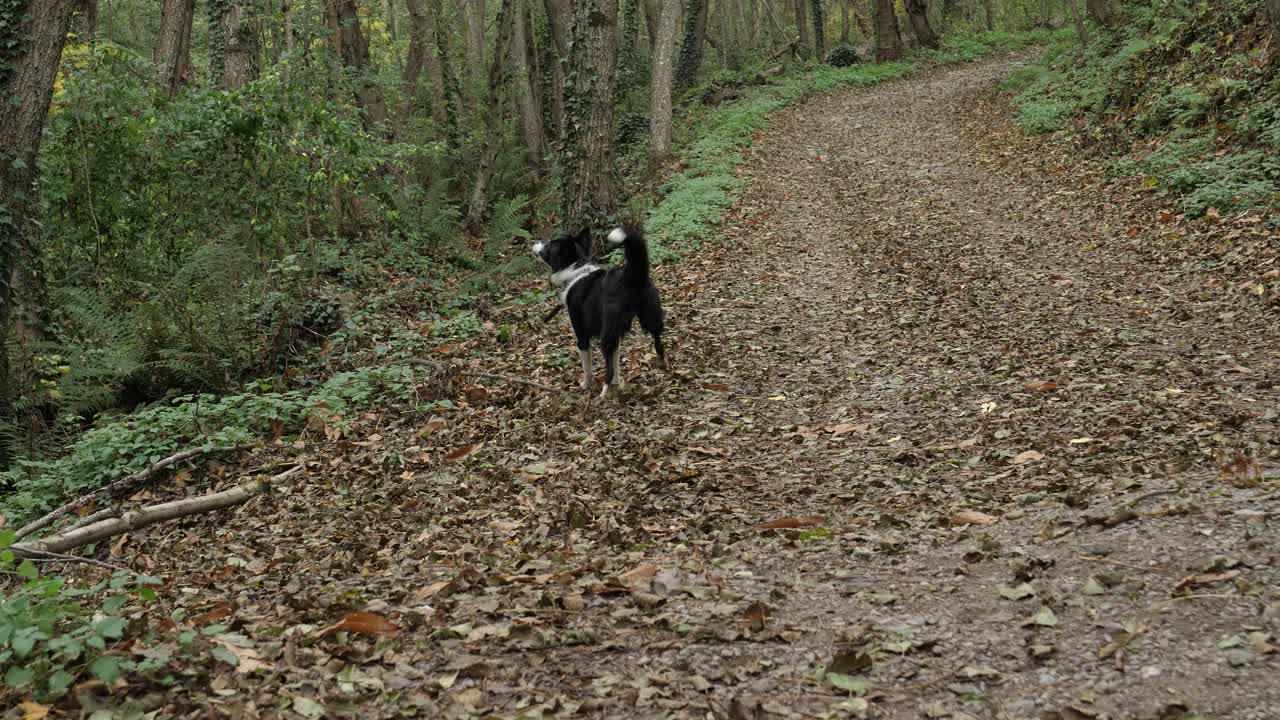 hermoso cachorro de border collie jugando y ladrando en el bosque de otoño