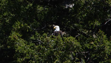 a bald eagle is seen perched upon a large green tree on a windy day.