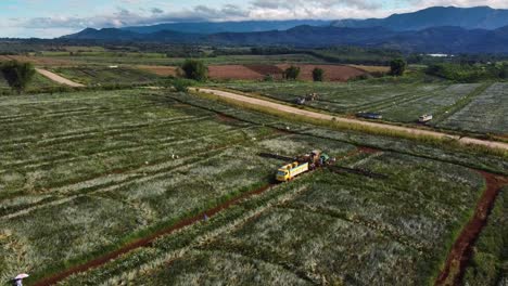 Crane-shot-of-Pineapple-Plantation