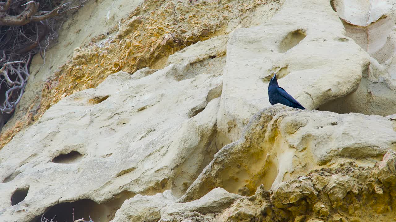 cuervo negro parado en una montaña inclinada manteniendo a salvo su nido de depredadores, pájaros salvajes en la naturaleza