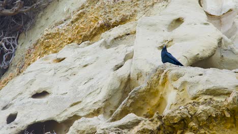 Schwarze-Krähe,-Die-Auf-Einem-Abfallenden-Berg-Steht-Und-Ihr-Nest-Vor-Räubern,-Wildvögeln-In-Der-Natur-Schützt