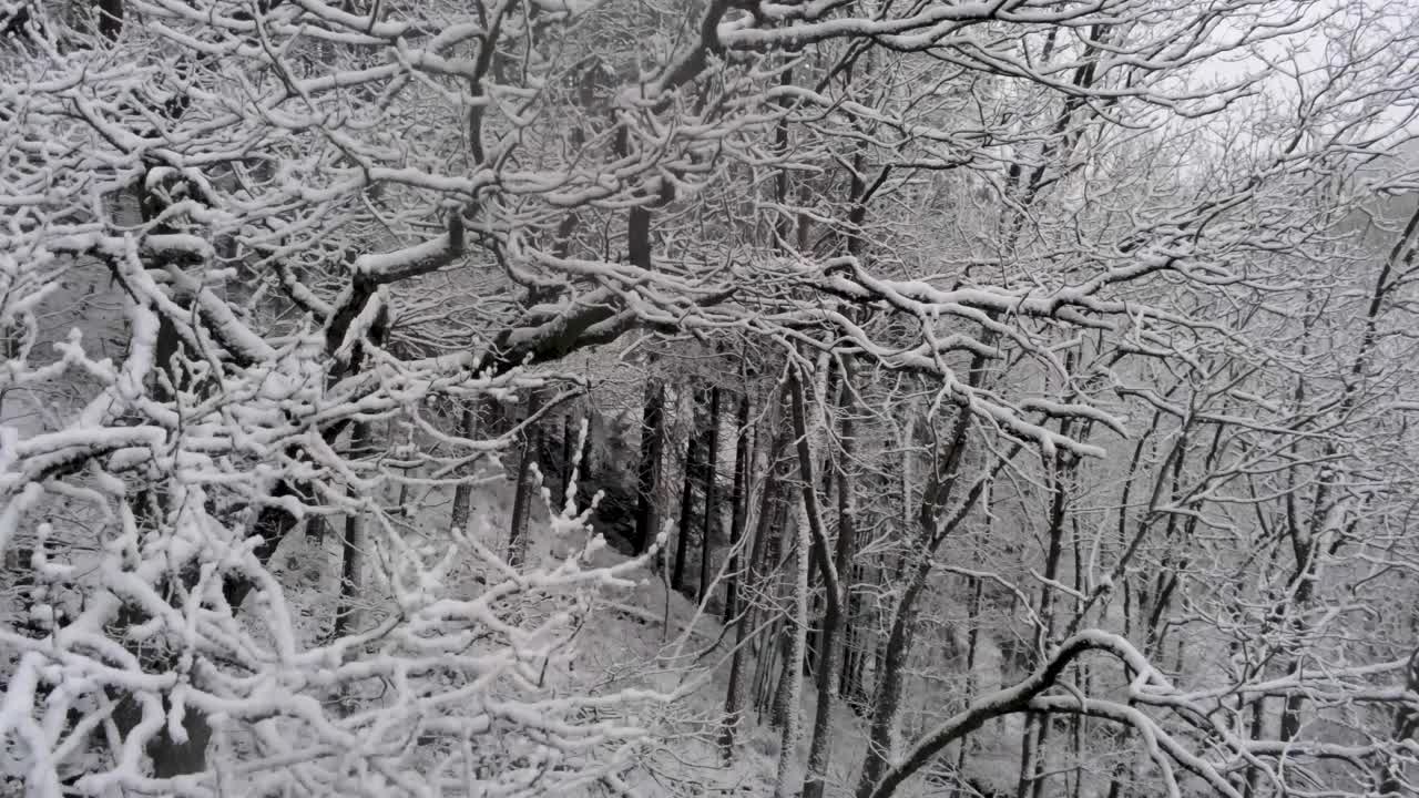 Cadendo silenziosamente attraverso intricati rami di alberi innevati e dormienti, vista aerea