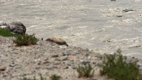 dirty water flowing fast in a river, sand rocks and grass in the foreground, static shot
