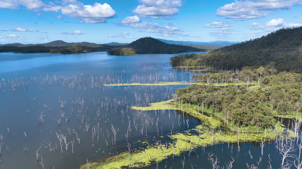 Aerial descends into the forest of dead tree trunks reaching out of the lakeside waters of Lake Teemburra and surrounded by vibrant yellow green rafts of lily pads and flowers. Queensland Australia