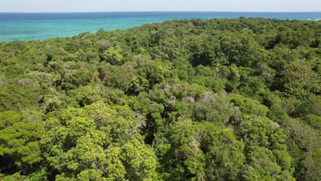 Abundante-Vegetación-En-La-Laguna-Azul,-Zanzíbar