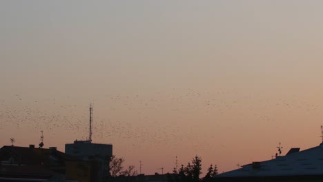 Pan-shot-of-Huge-bird-flock-in-the-air