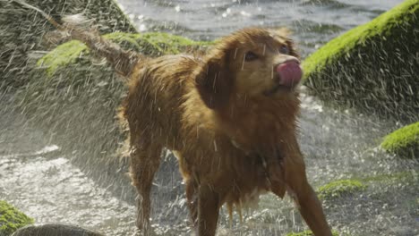 4k slow motion adorable nova scotia duck tolling retriever shaking off the ocean water in guincho, portugal